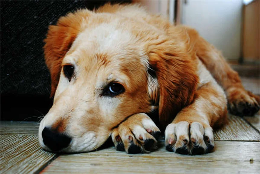犬の泌尿器問題の症状、知っておくべき7つのサイン
