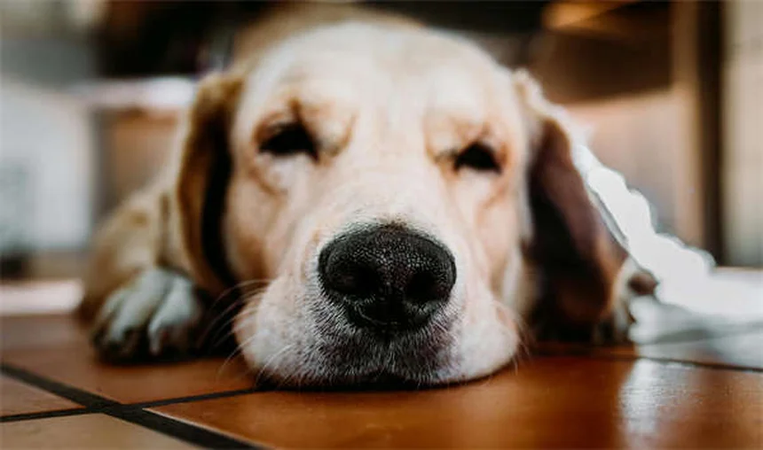 水槽フィルターは本当に必要？知っておきたい重要な理由