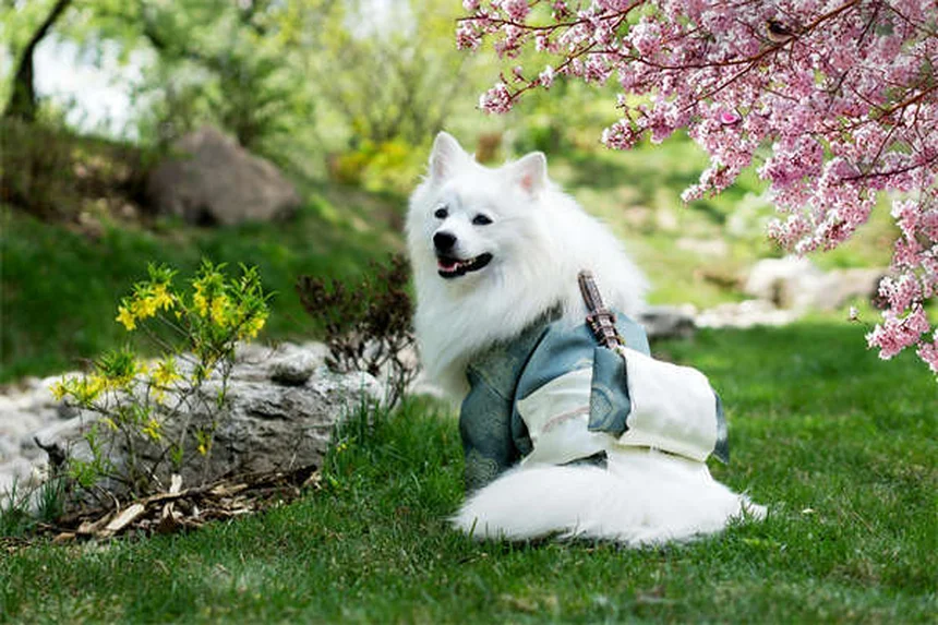 ドゥードゥル犬の真実：知っておくべき5つのポイント