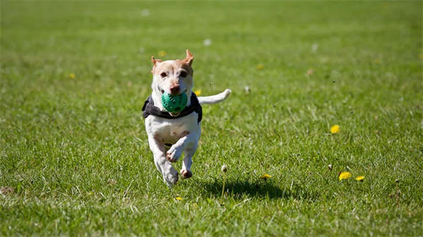 犬の体臭が気になる6つの理由と今すぐできる対策