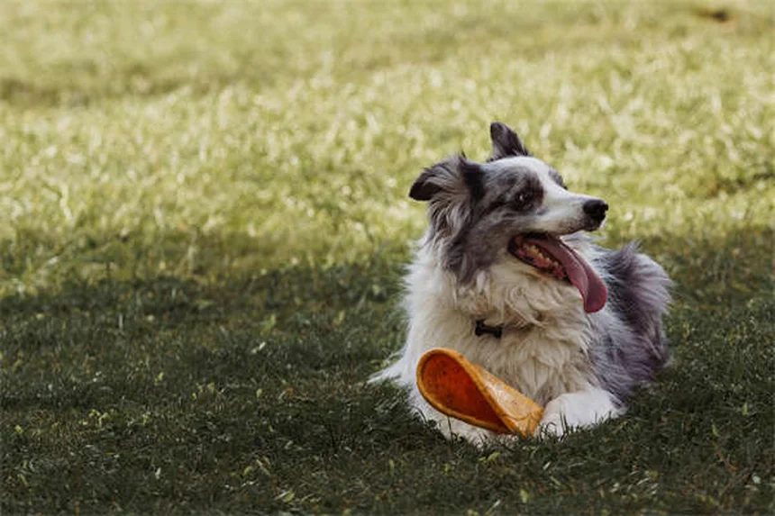 夏の家族訪問を成功させる犬のしつけとコマンド5選