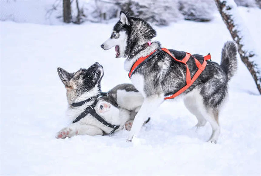 なぜ犬がうんちに転がる？知っておきたい理由と対策