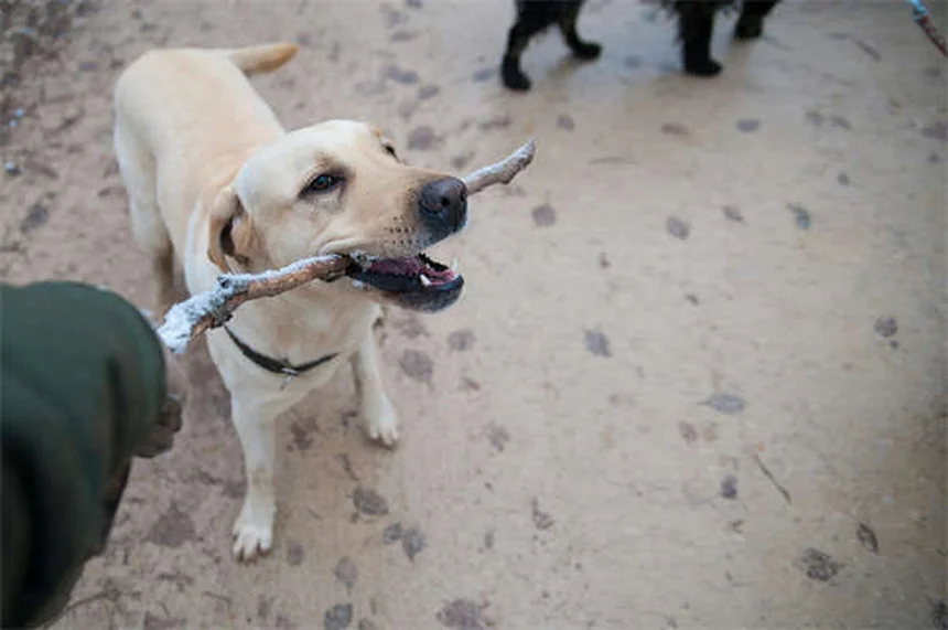 【専門家解説】犬が足の上に座る5つの理由と注意サイン