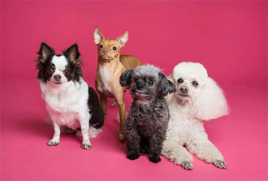 犬のシメチジン：その効果と正しい使い方を解説