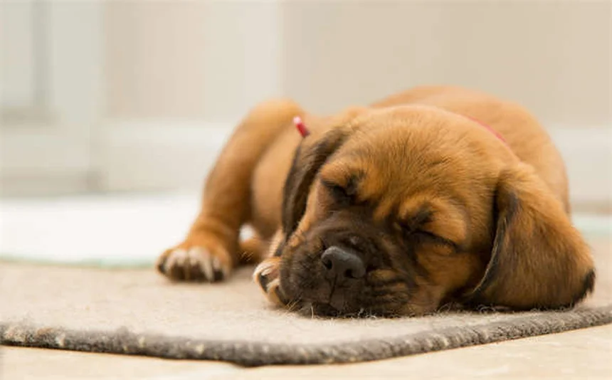 犬のくしゃみや鼻づまりに点鼻薬は安全？獣医師が解説