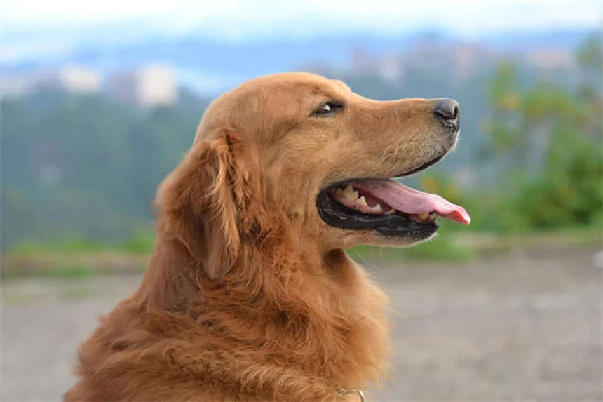 ウサギの脳炎の症状と治療法を徹底解説