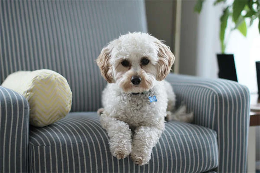 犬が自分の名前を理解している？研究で判明した真実と正しい教え方