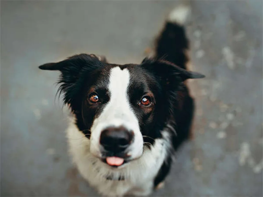 【犬のトレーニング】非食物ご褒美で効果を上げる5つの方法
