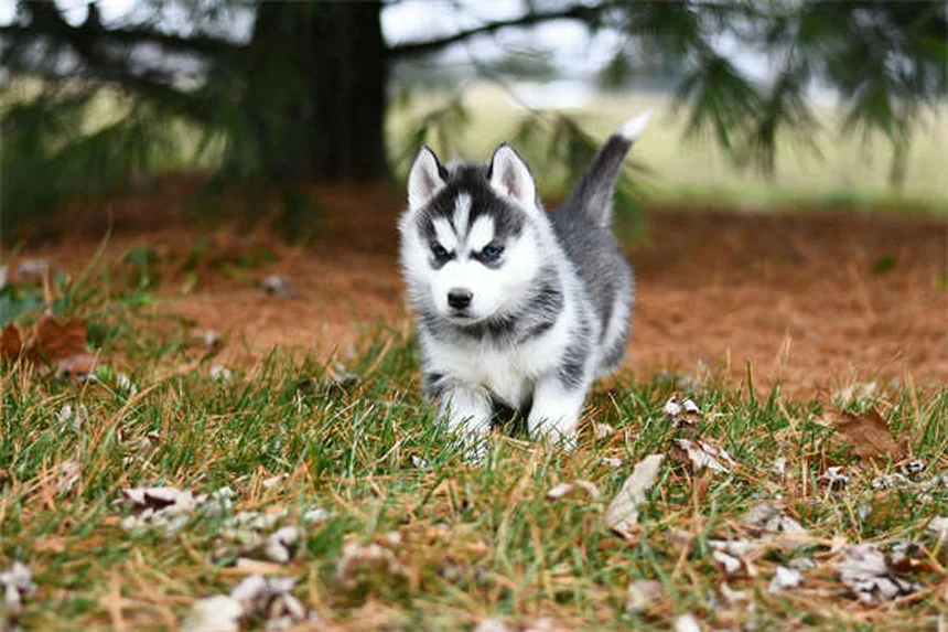 L-カルニチンは犬に効くの？獣医師が解説！効果や正しい使い方とD体との違い