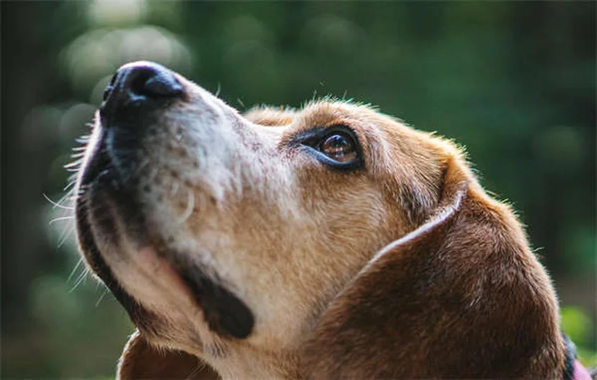 アイスランドホースはポニーじゃない！よくある誤解と飼い方のコツ
