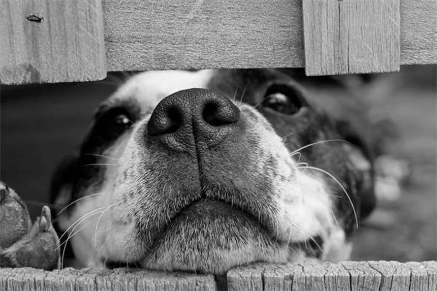 犬のうっ血性心不全末期症状、見逃せない3つの兆候と安楽死のタイミング