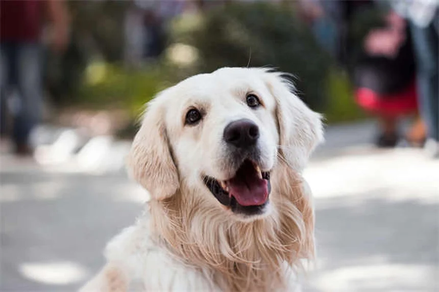 犬のうっ血性心不全末期症状、見逃せない3つの兆候と安楽死のタイミング