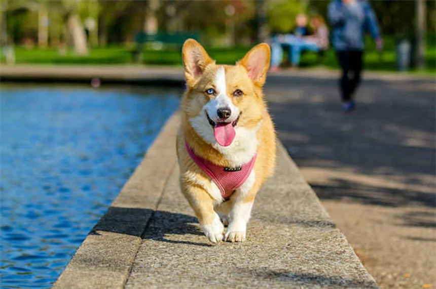室内犬でも安心できない？ダニ感染の意外な真実