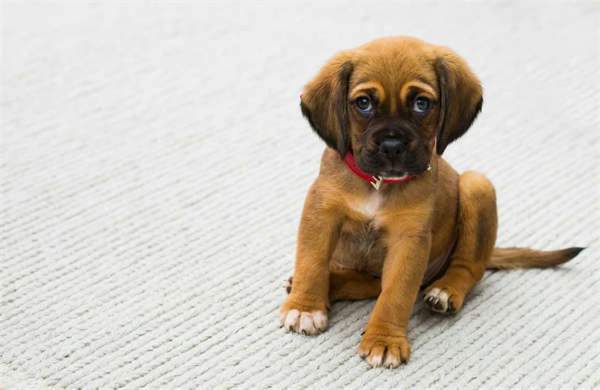 犬の神経疾患の初期症状5選、見逃さないで