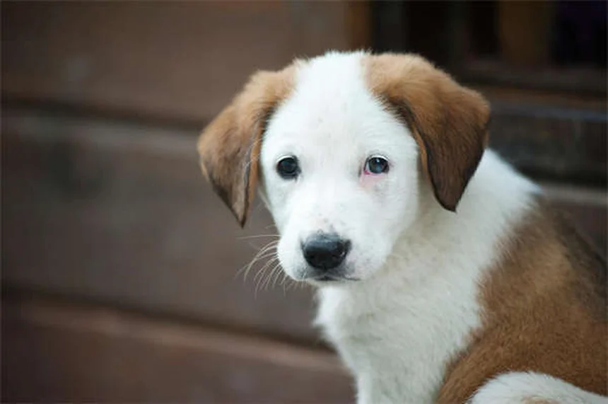 犬の神経疾患の初期症状5選、見逃さないで