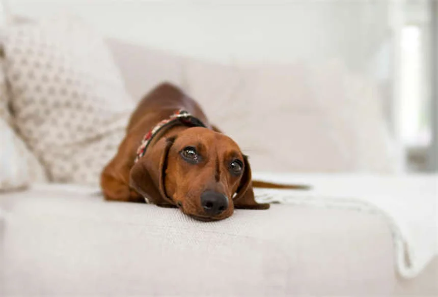 犬の食事量の決め方：獣医師が教える正しい給餌量ガイド