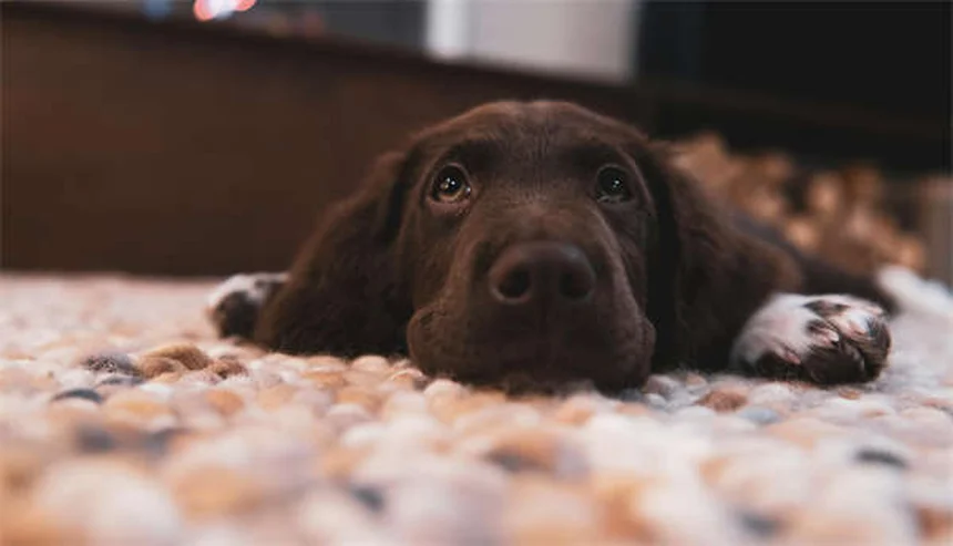 犬の食事量の決め方：獣医師が教える正しい給餌量ガイド