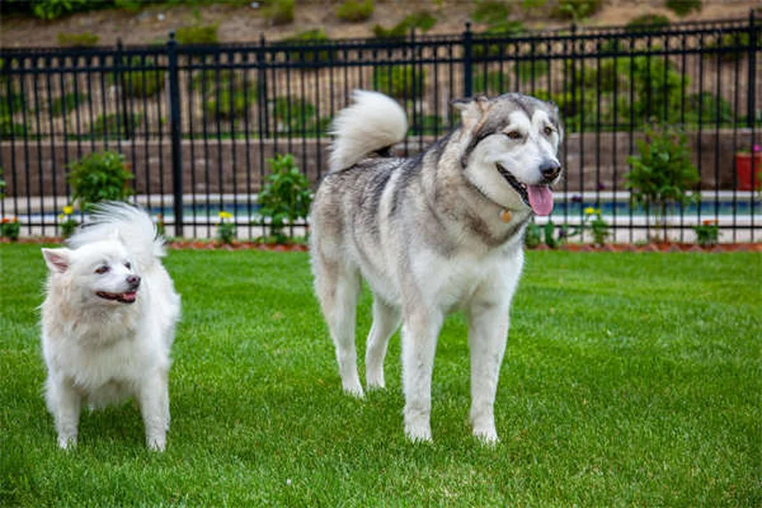 犬の食事量の決め方：獣医師が教える正しい給餌量ガイド