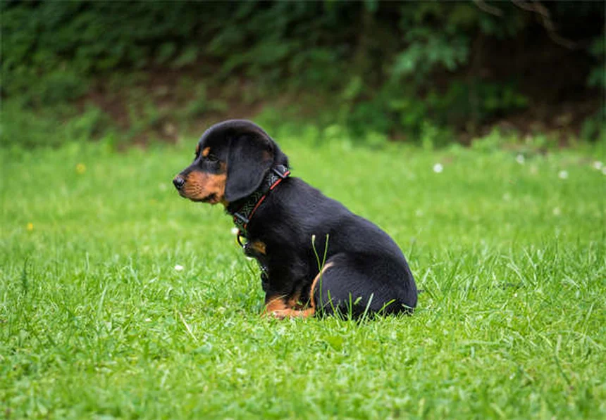 老犬の聴力低下、よくある誤解と正しい対処法