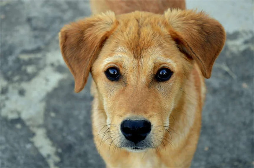 老犬の聴力低下、よくある誤解と正しい対処法