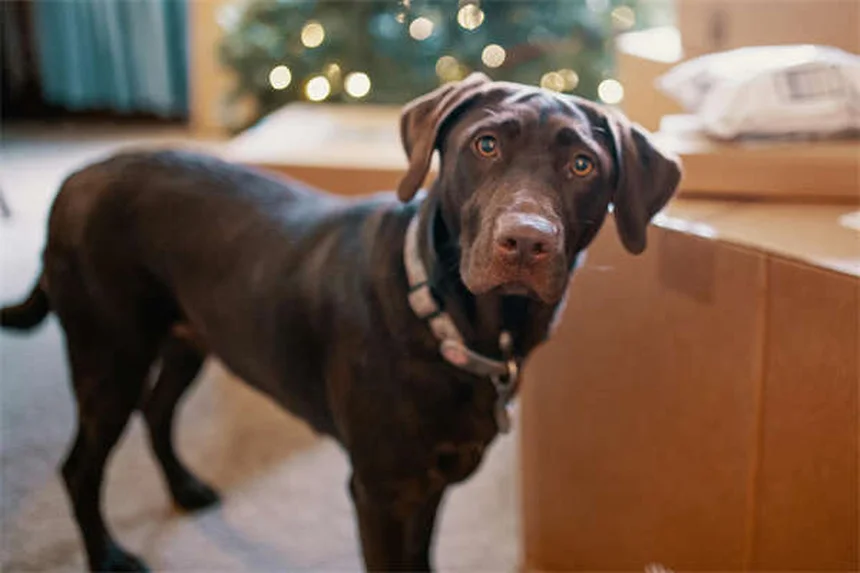 介助犬のエチケット、知らないと命に関わる5つの理由