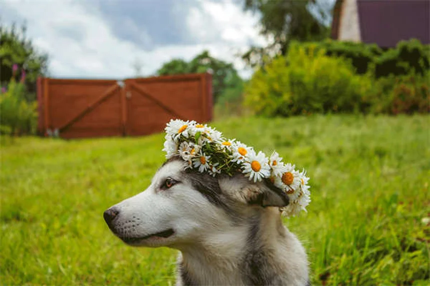 介助犬のエチケット、知らないと命に関わる5つの理由