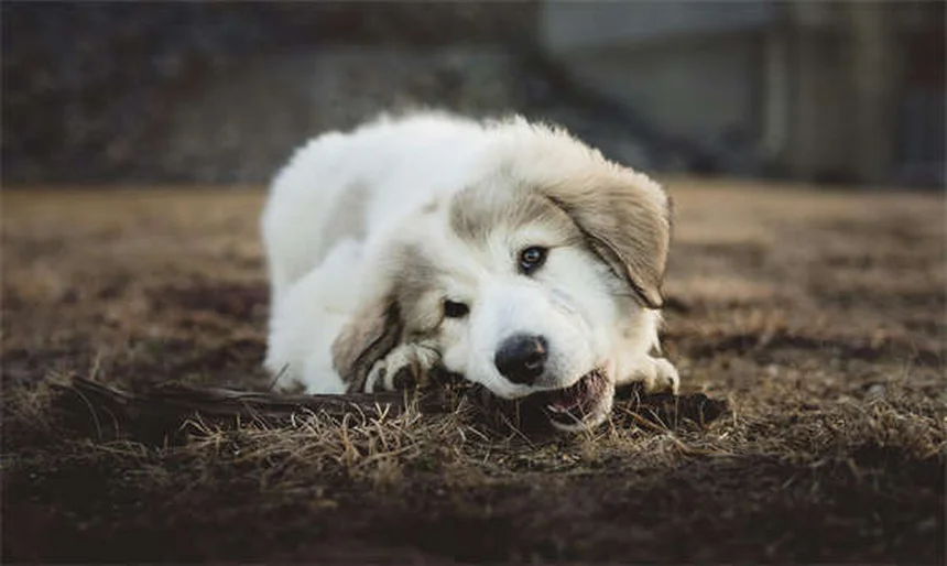 知っておきたい犬の水上スポーツ5選！安全に楽しむコツも紹介