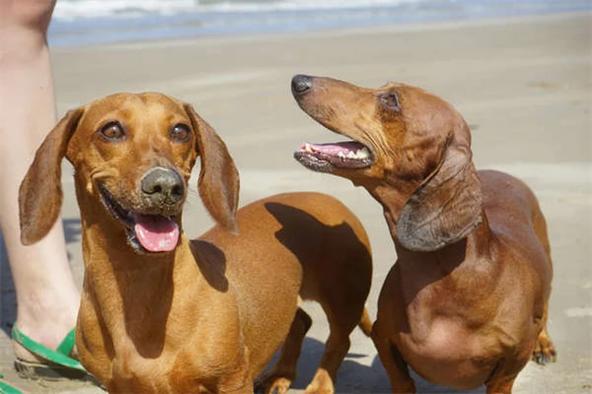 子犬のお散歩デビューはいつ？ワクチン完了時期と安全な社会化のコツ