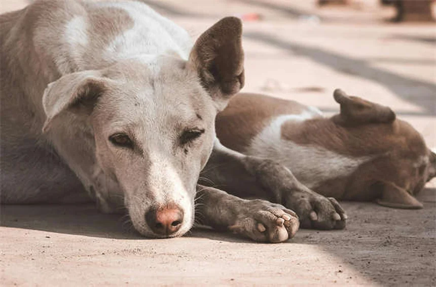 子犬のお散歩デビューはいつ？ワクチン完了時期と安全な社会化のコツ