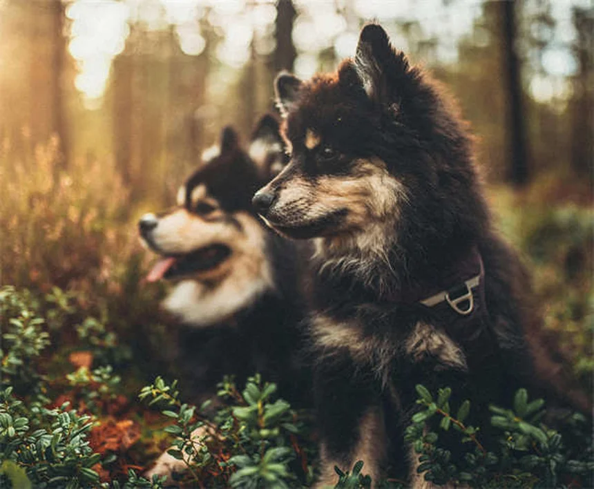 犬のノミ・マダニ駆除薬の効果時間：30分から24時間で効く？獣医師が解説