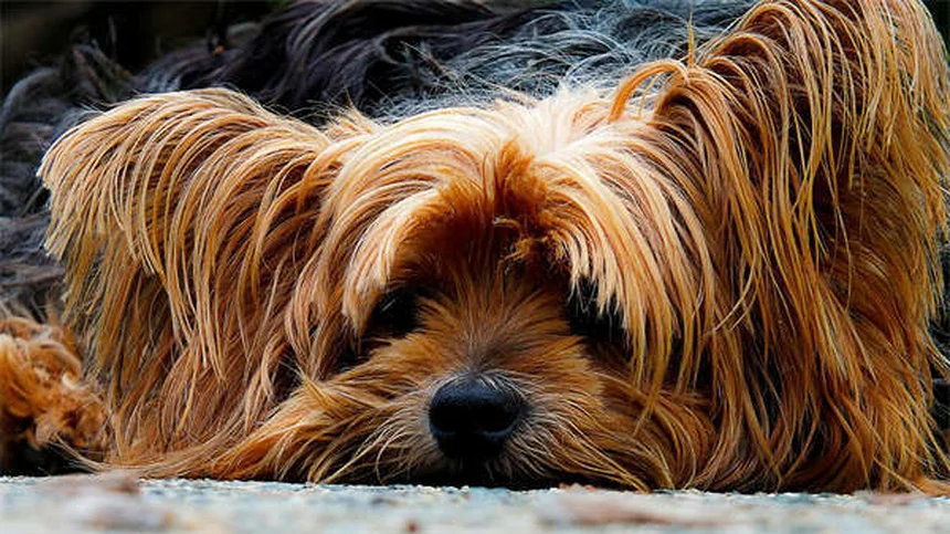 犬の傷ケア完全ガイド｜家庭でできる処置と必要なグッズ