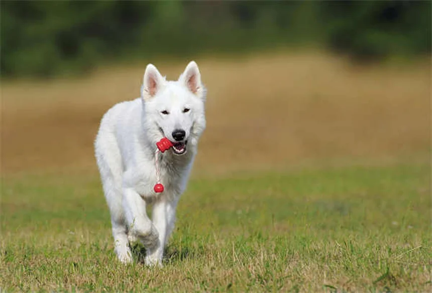 犬の傷ケア完全ガイド｜家庭でできる処置と必要なグッズ