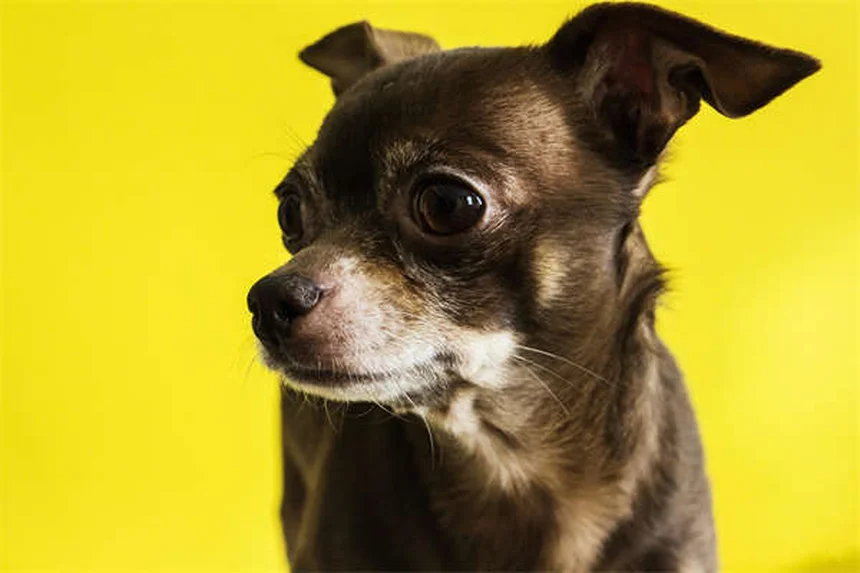 猫派でも飼える犬種7選｜猫みたいな性格で人気