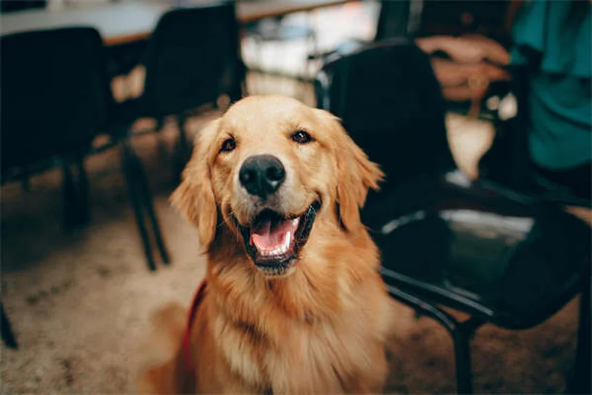 犬小屋は本当に必要？選び方とメリットを徹底解説